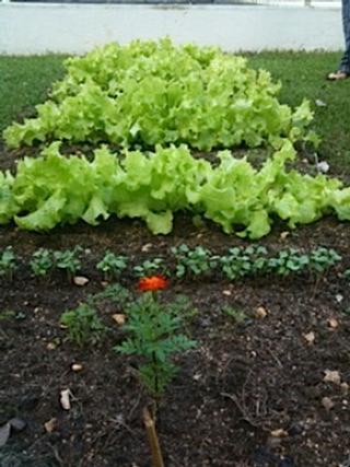 Lechuga del huerto