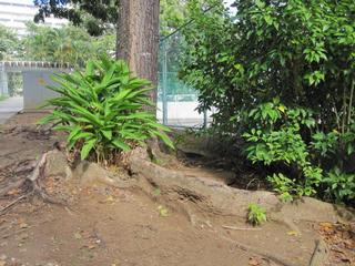 Arbol de caobo en consideración