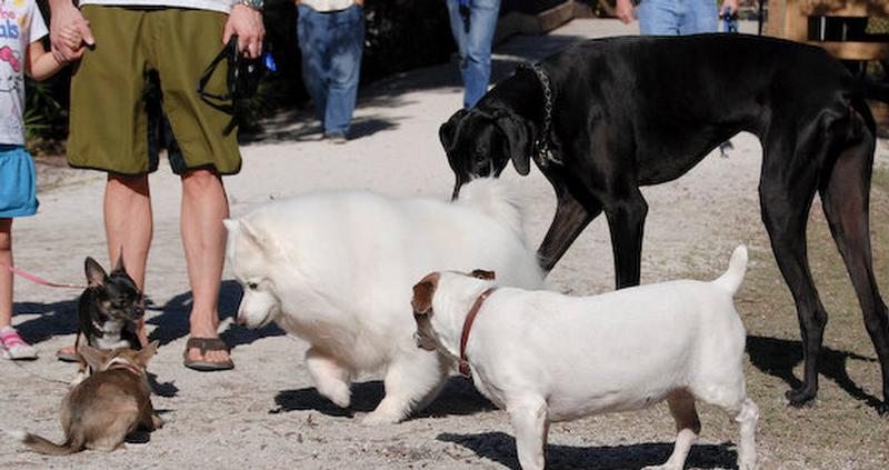 perros